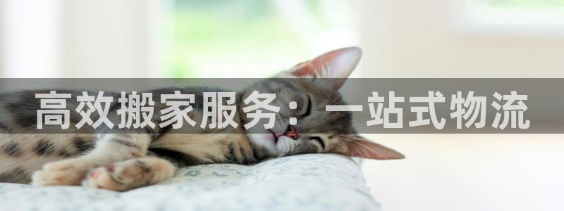 狗子28app怎么注册账号：高效搬家