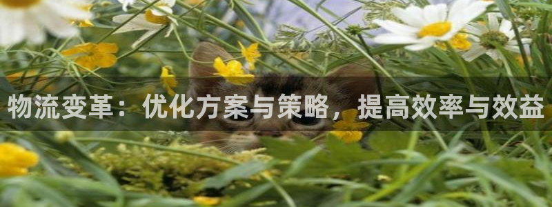 狗子28客服电话：物流变革：优化方案